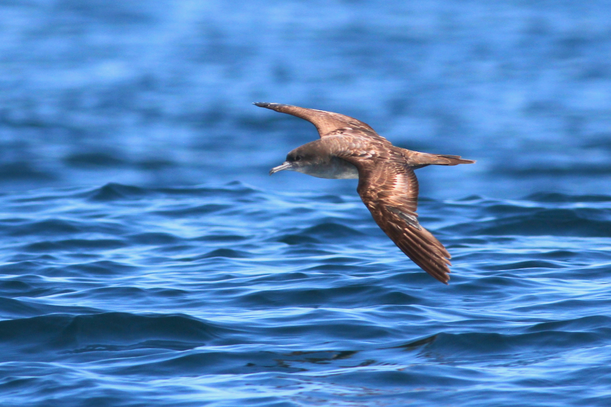 Wedge-tailed Shearwater - ML628638976