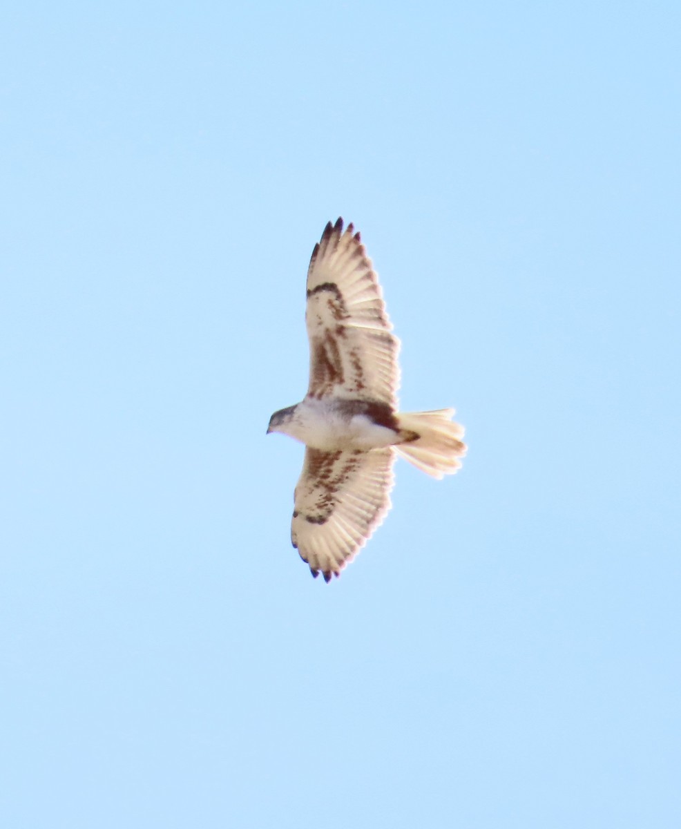 Ferruginous Hawk - ML628639216