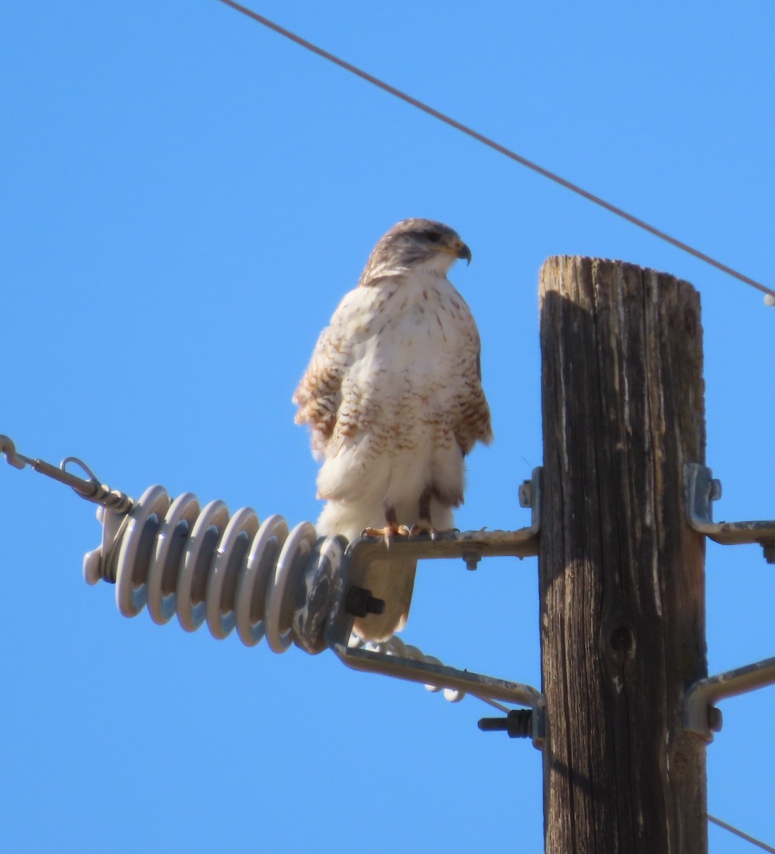 Ferruginous Hawk - ML628639217