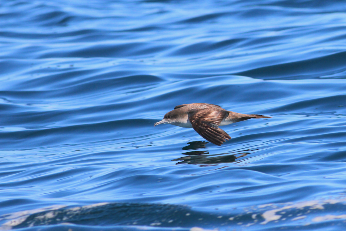 Wedge-tailed Shearwater - ML628639251