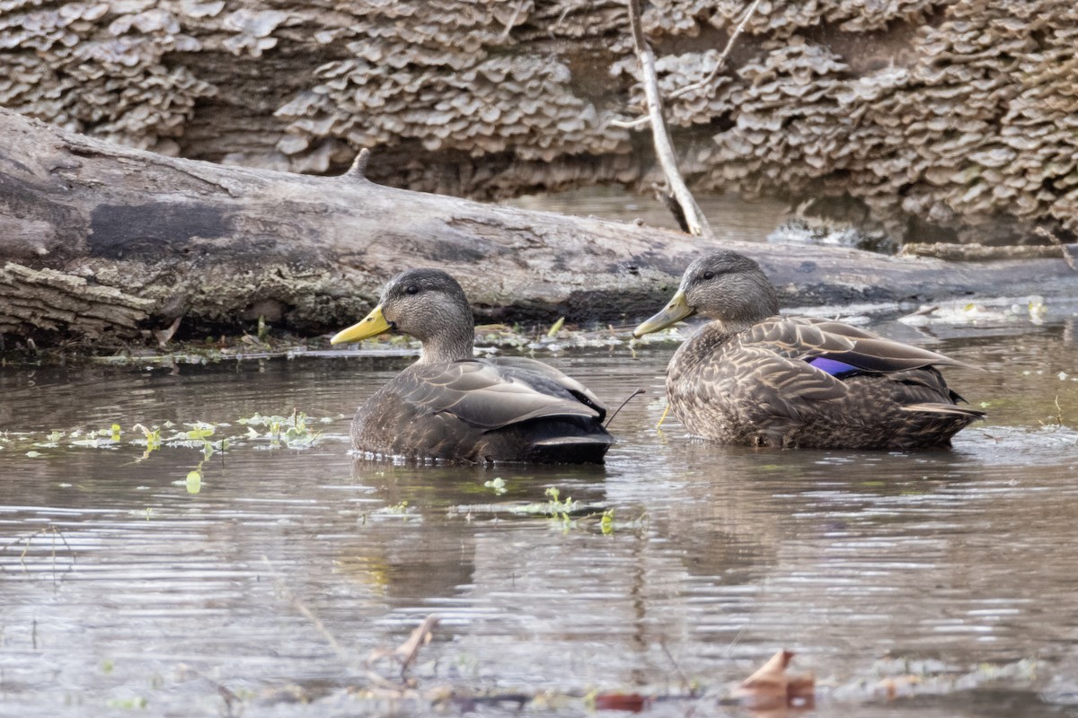American Black Duck - ML628639255