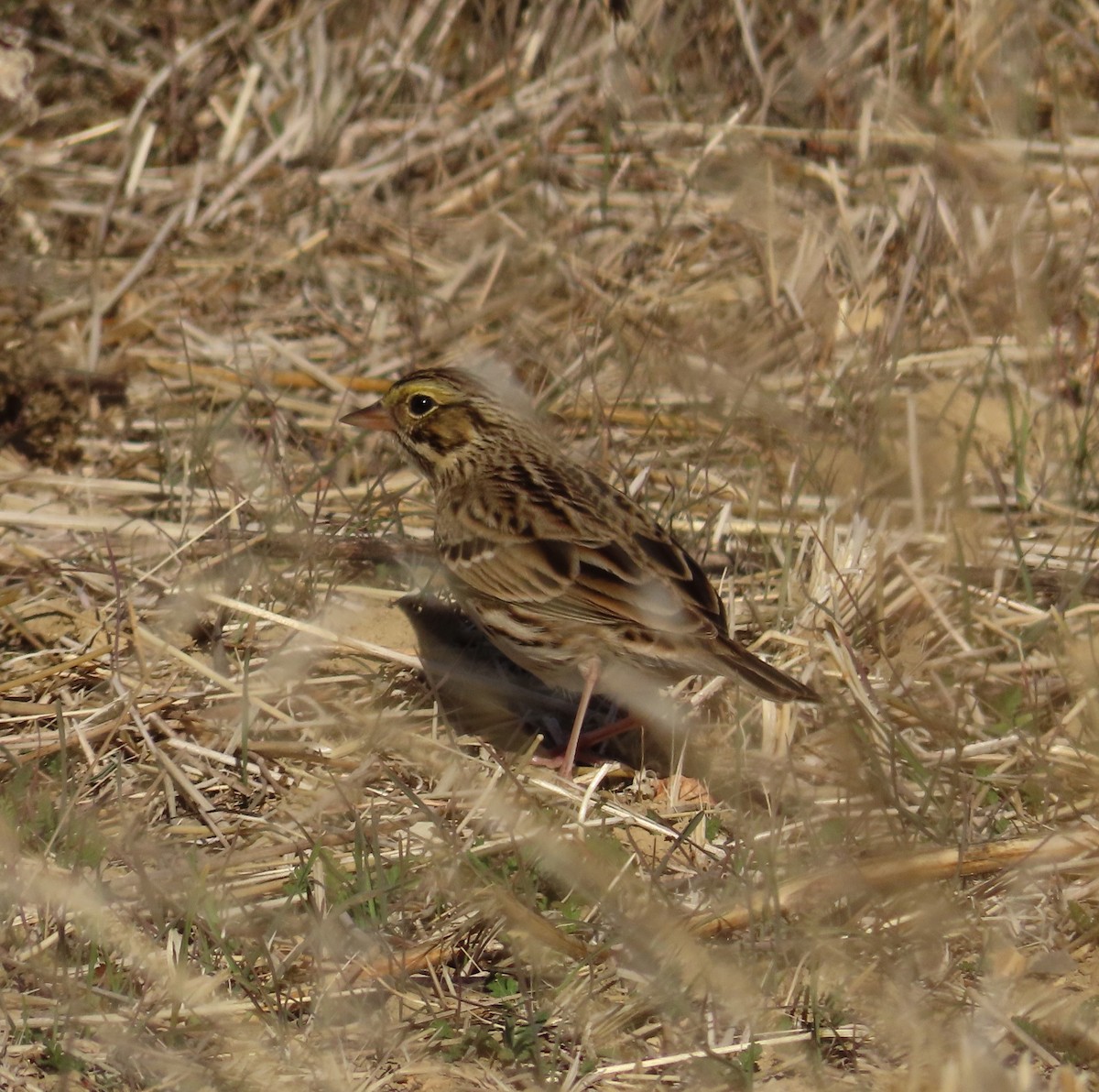 Savannah Sparrow - ML628639286