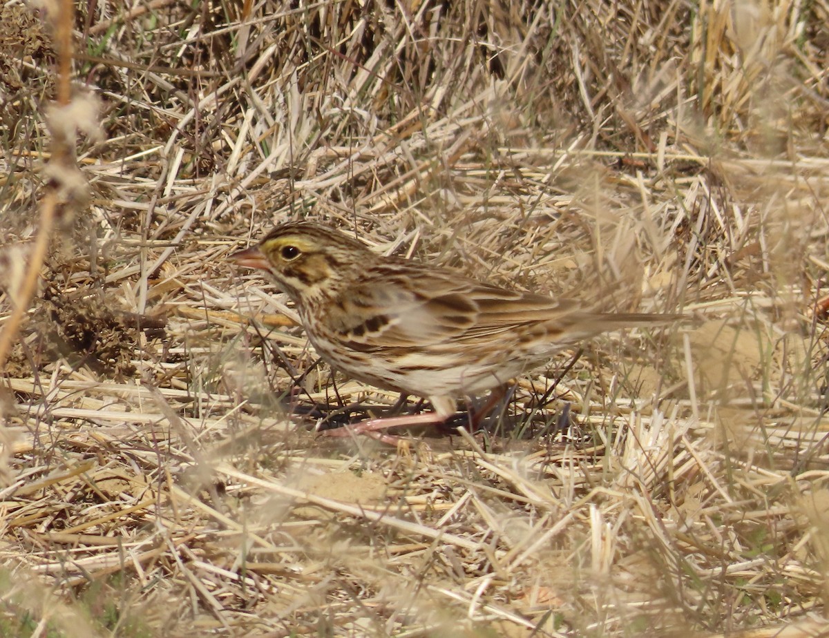 Savannah Sparrow - ML628639287