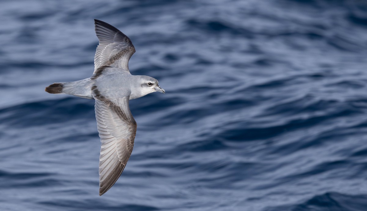 Fulmar Prion - ML628639408