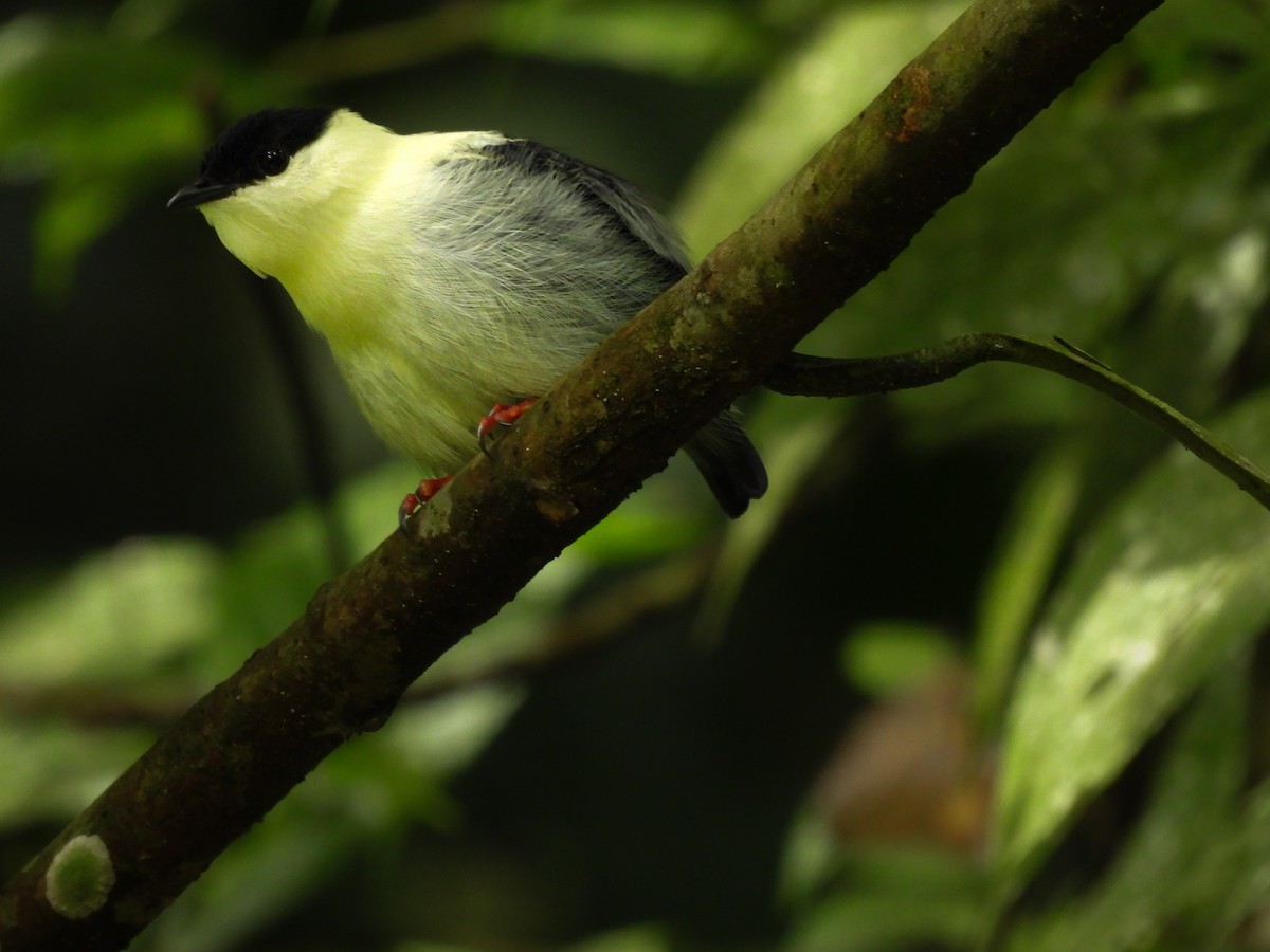 Манакін-короткокрил білочеревий - ML628639412