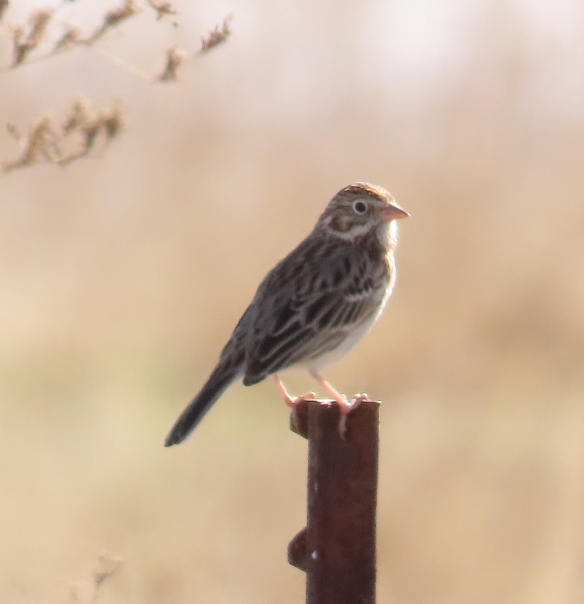 Vesper Sparrow - ML628639440