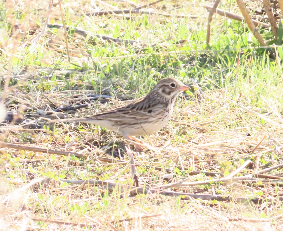 Vesper Sparrow - ML628639441