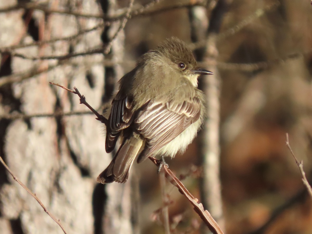 Eastern Phoebe - ML628639495