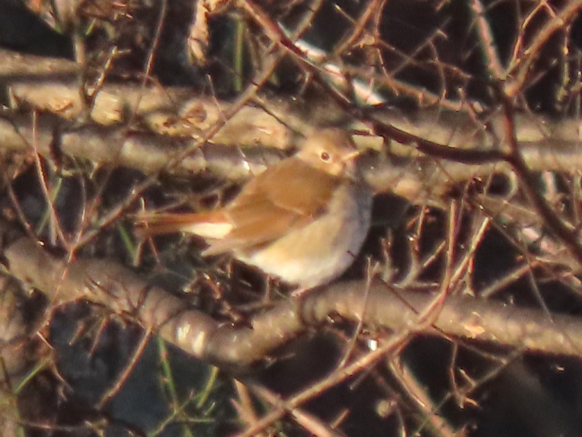 Hermit Thrush - ML628639517