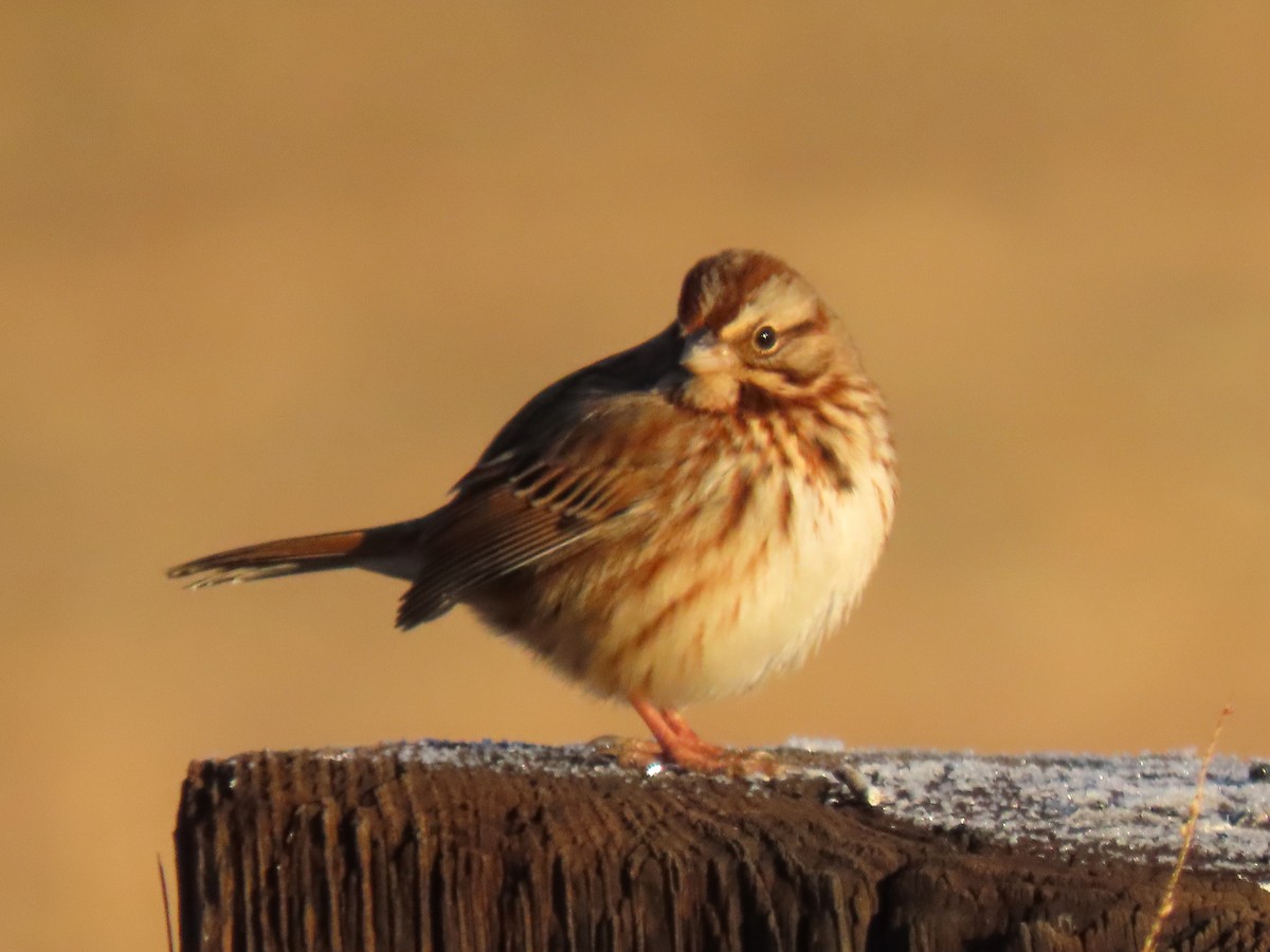 Song Sparrow - ML628639571