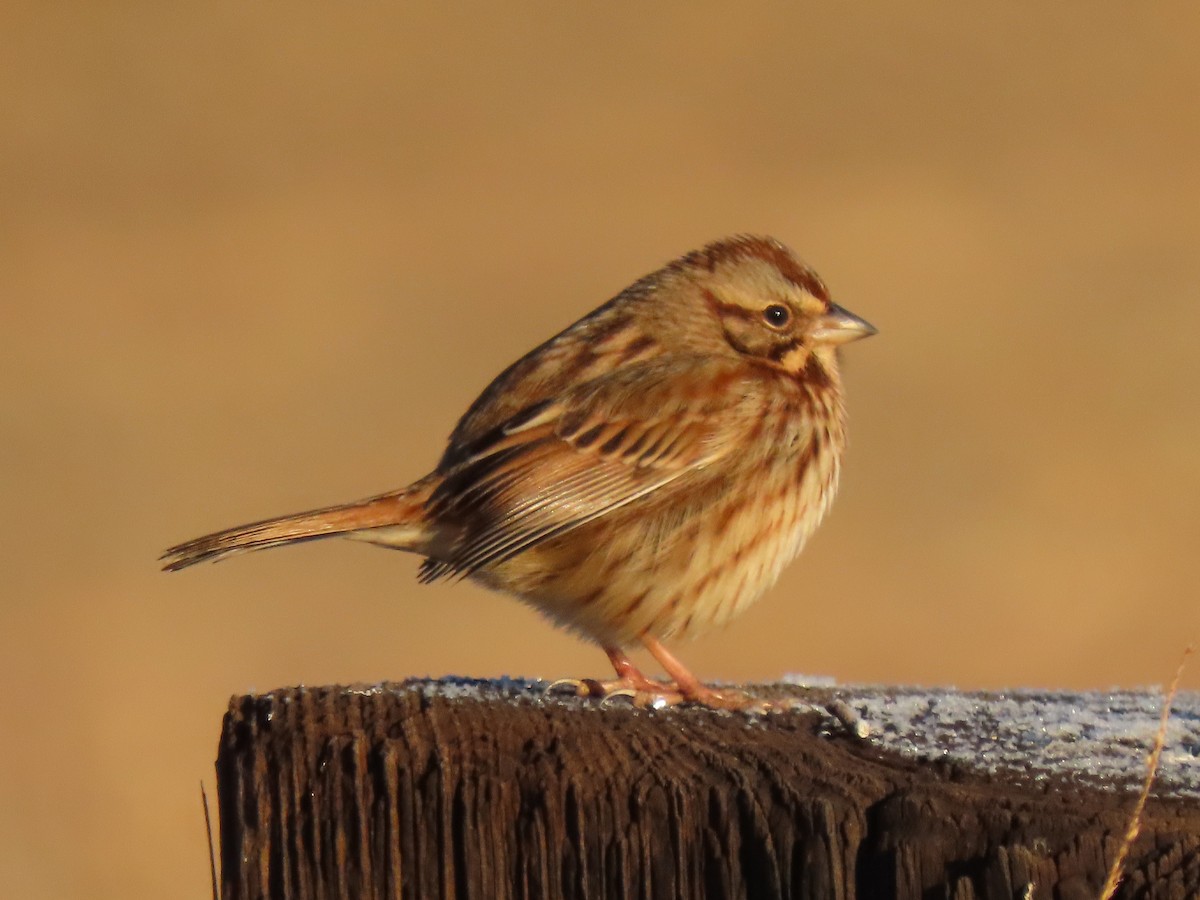 Song Sparrow - ML628639572