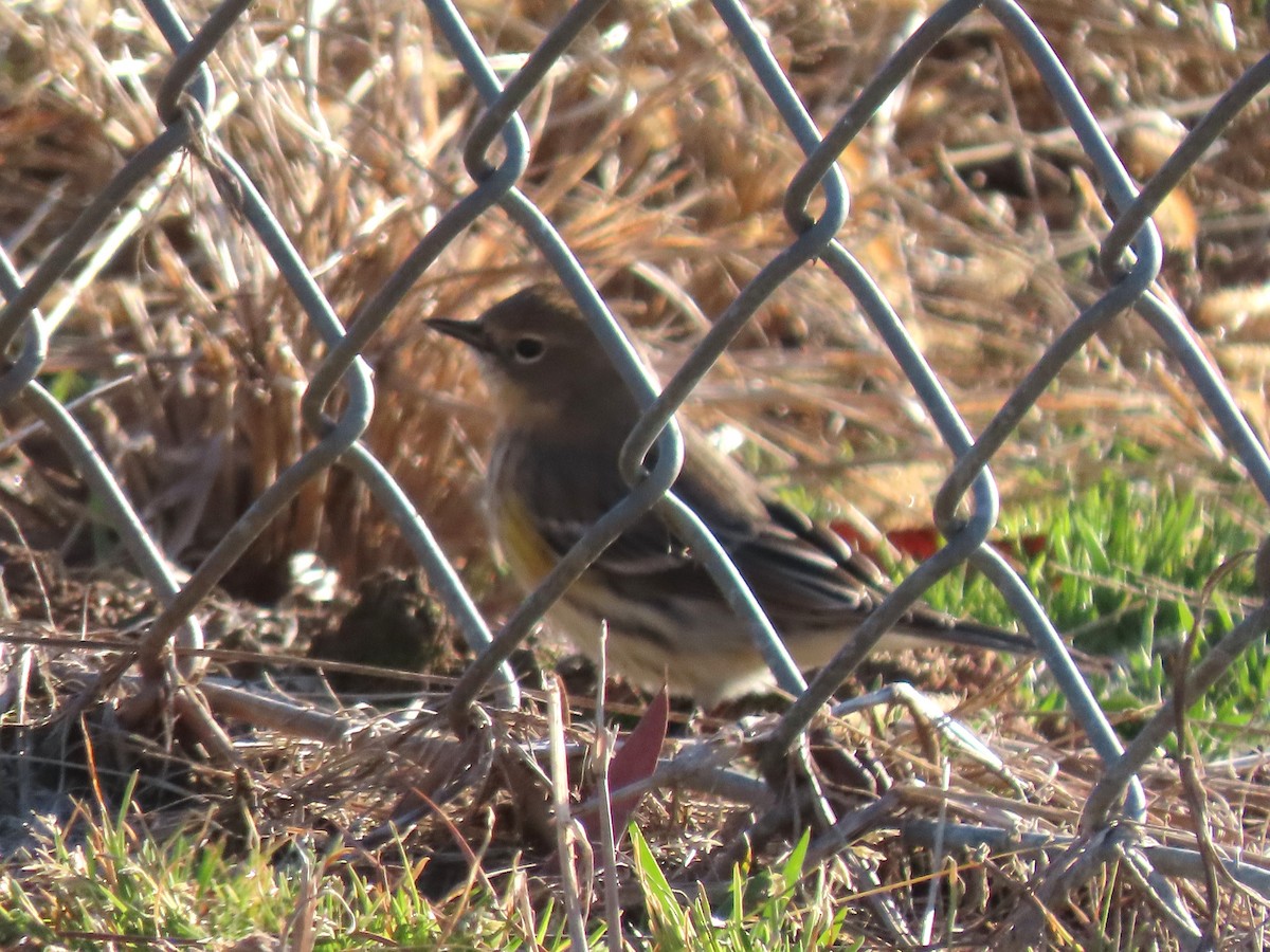 Yellow-rumped Warbler - ML628639591