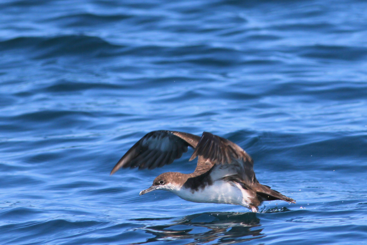 Galapagos Shearwater - ML628639643