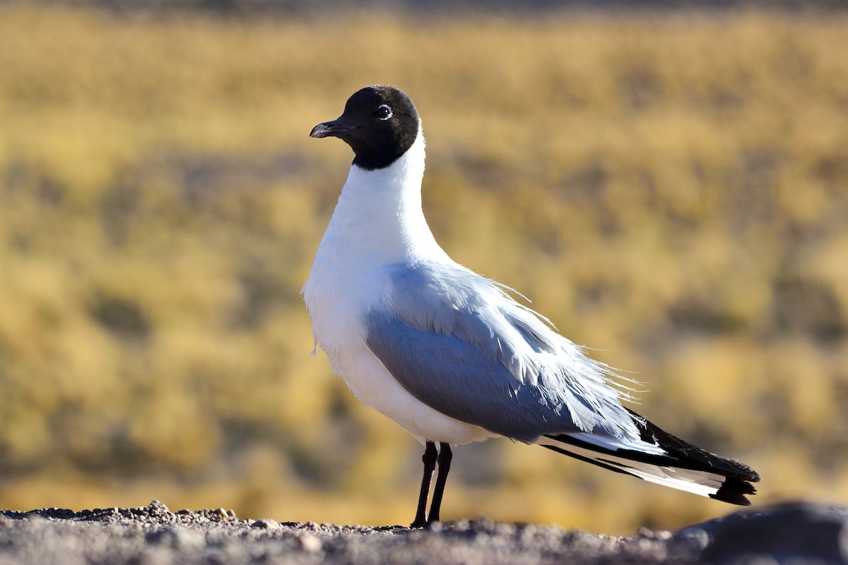 Andean Gull - ML628639708