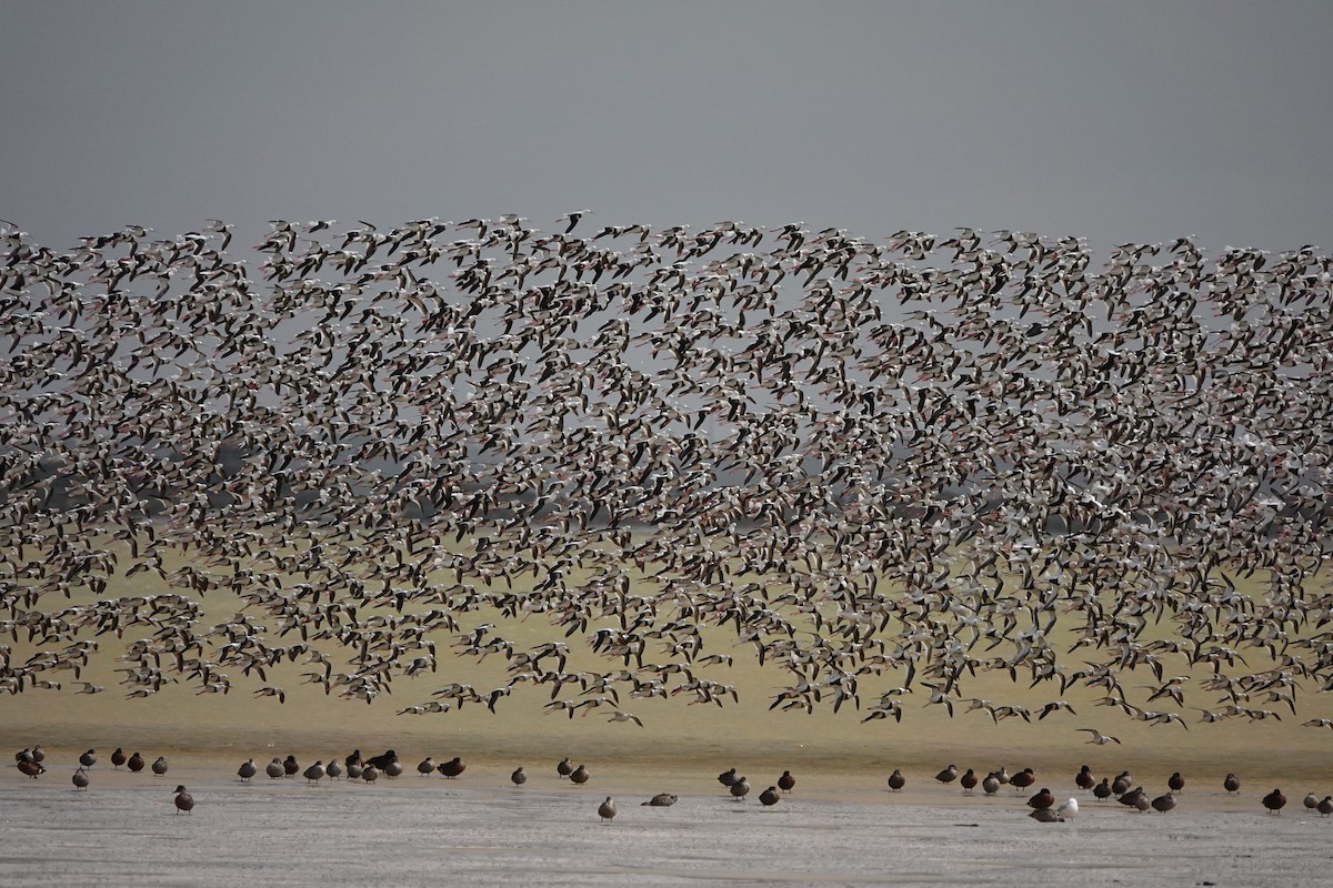 Banded Stilt - ML628639813