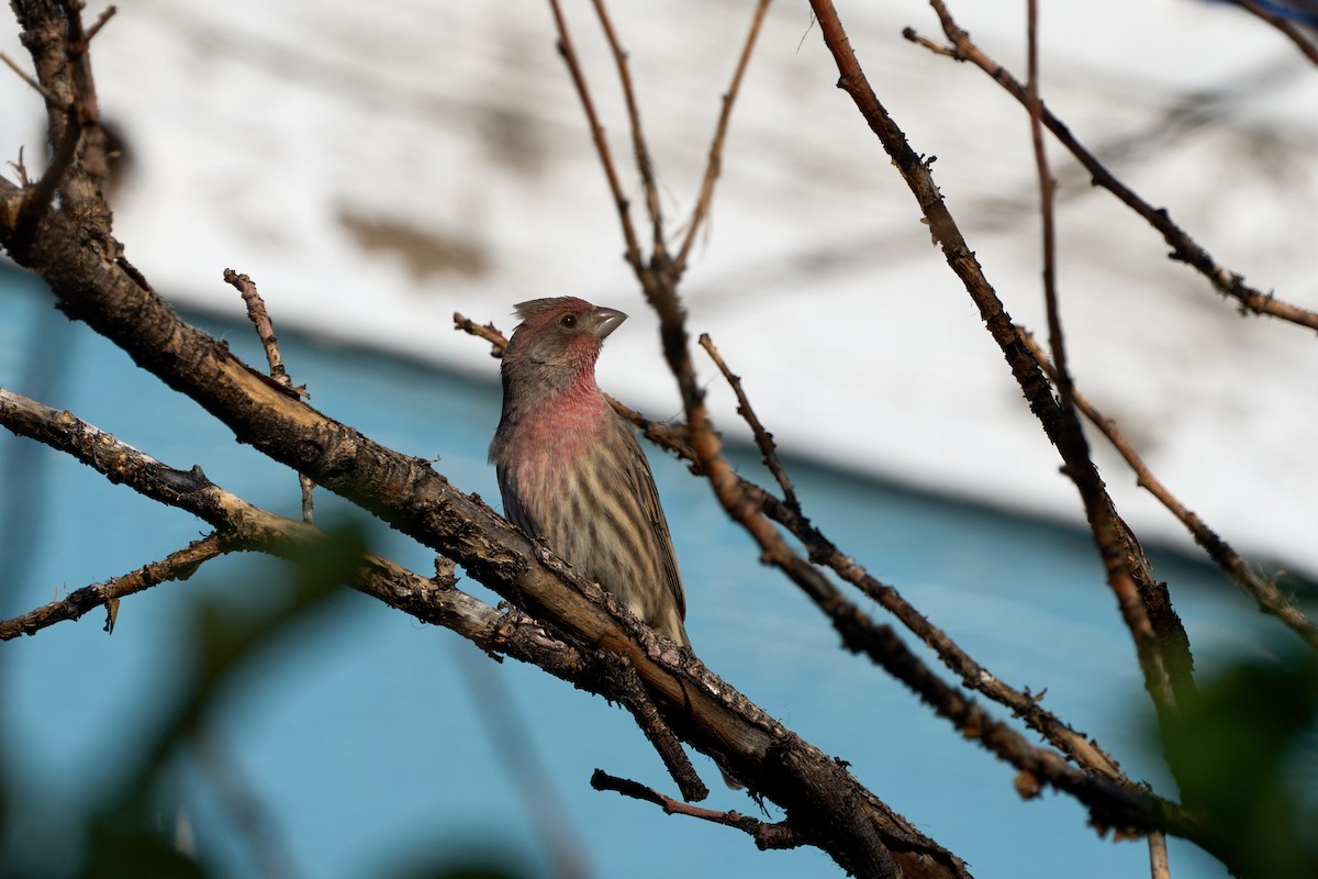 House Finch - ML628639902