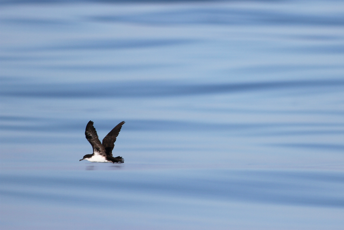 Galapagos Shearwater - ML628640193