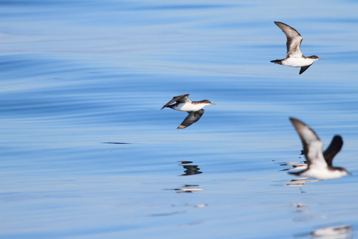 Galapagos Shearwater - ML628640283