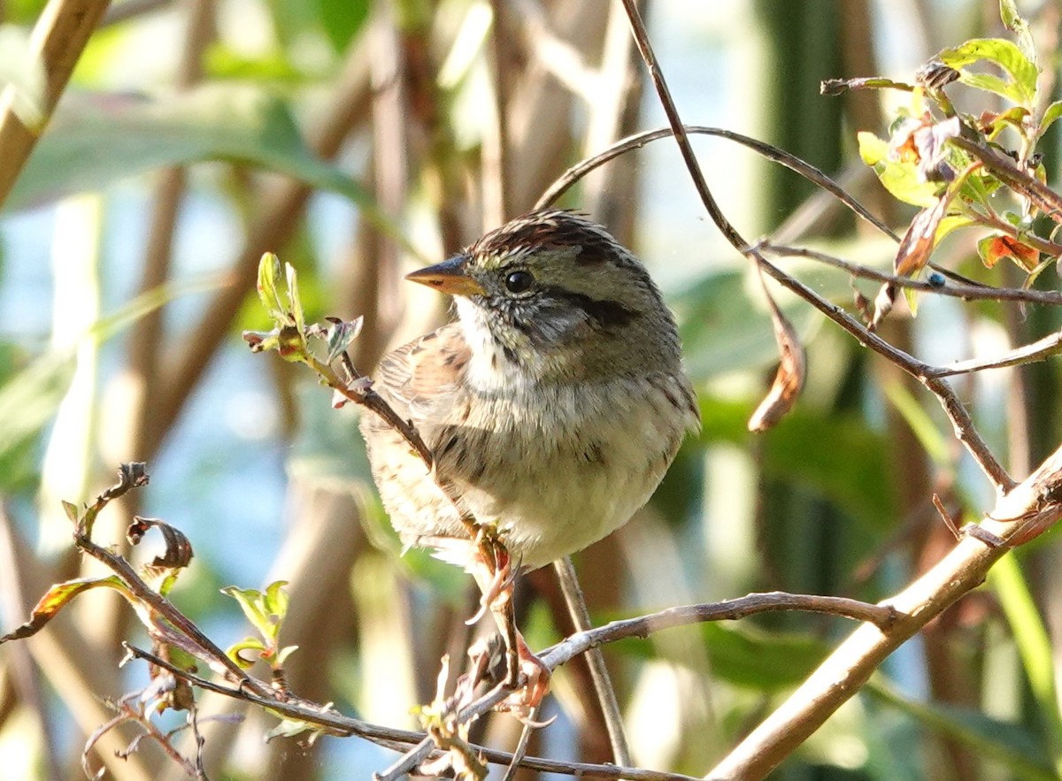 Swamp Sparrow - ML628640305