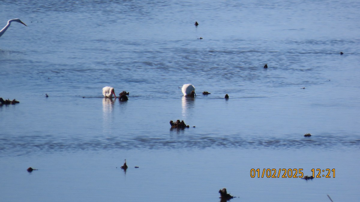 ibis bílý - ML628640520