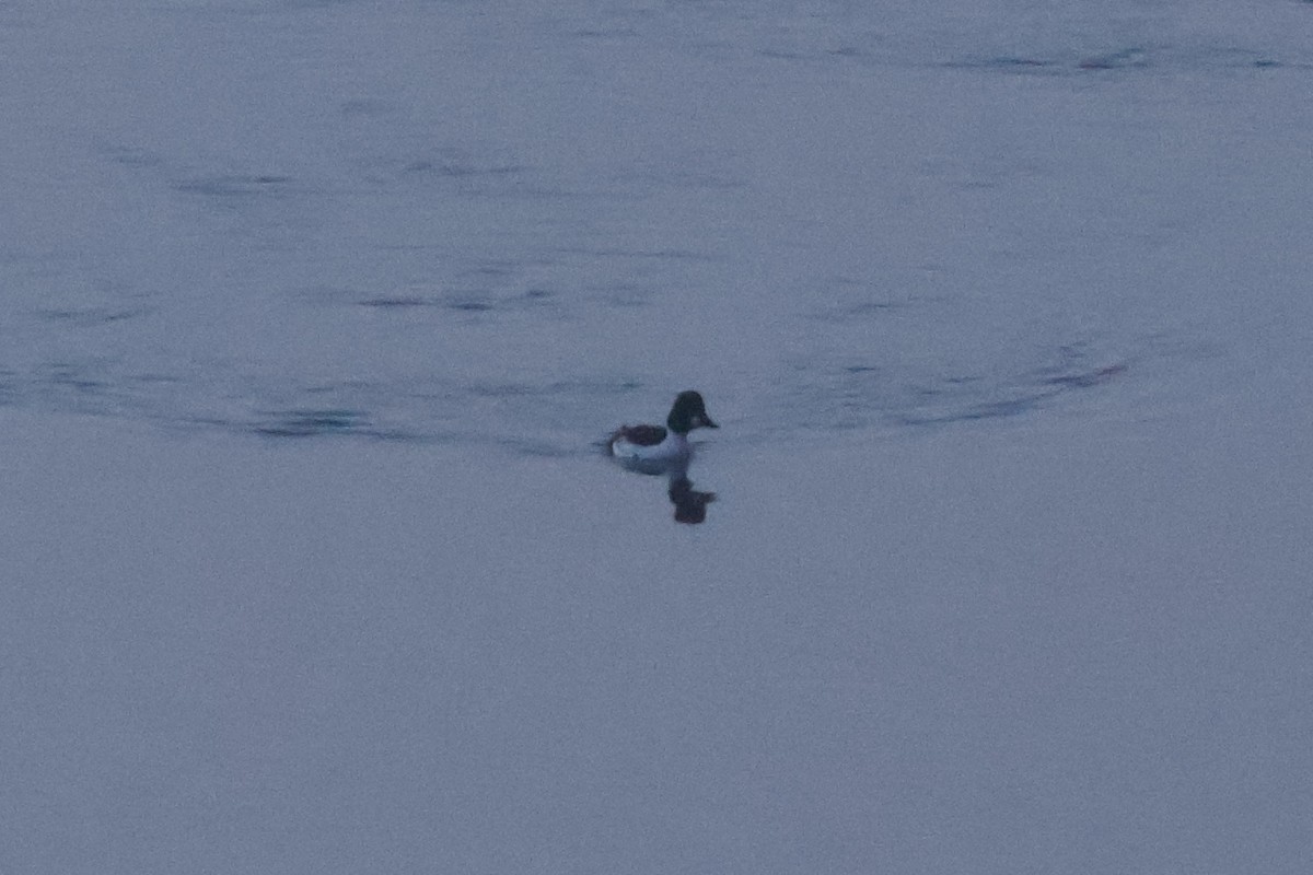 Common Goldeneye - ML628640672