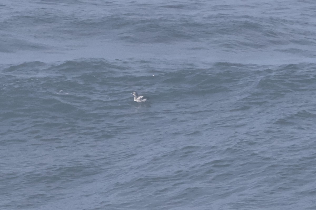 Pigeon Guillemot - ML628640689