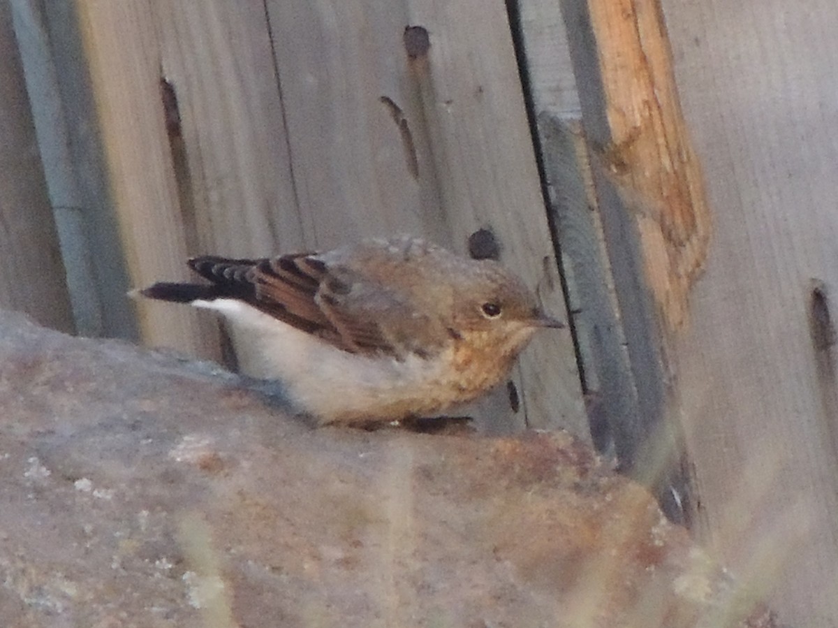Northern Wheatear - ML628640815