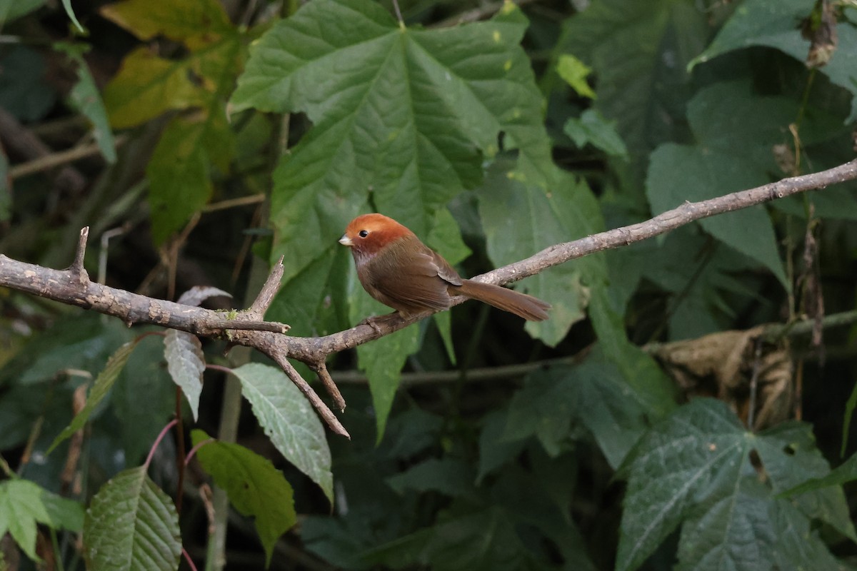 Brown-winged Parrotbill - ML628640910