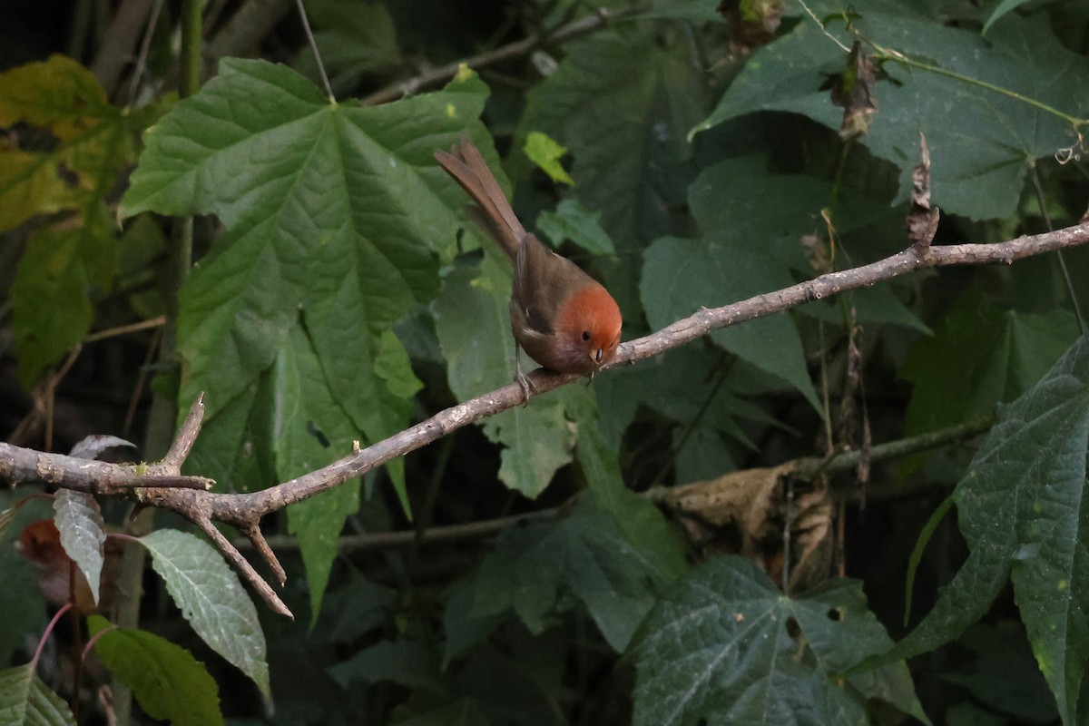 Brown-winged Parrotbill - ML628640921