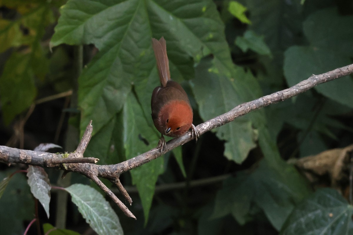 Brown-winged Parrotbill - ML628640959