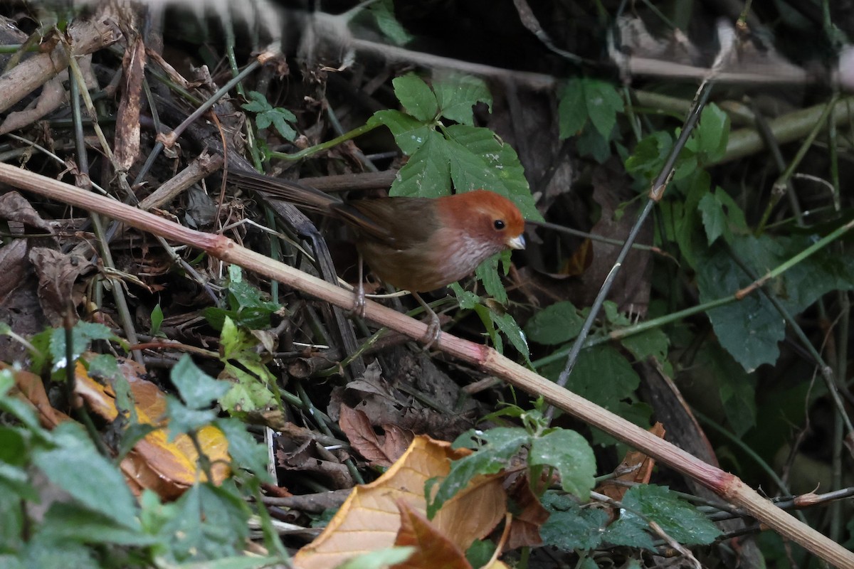 Brown-winged Parrotbill - ML628640960