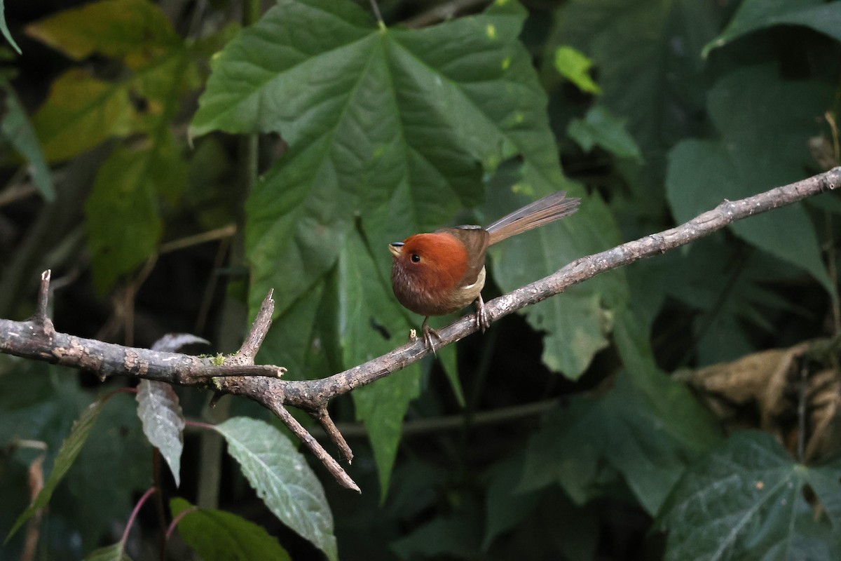 Brown-winged Parrotbill - ML628640961