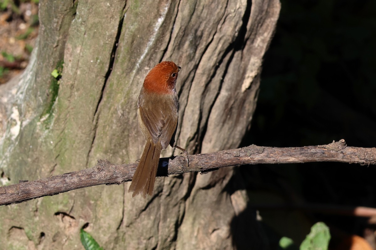 Brown-winged Parrotbill - ML628640974