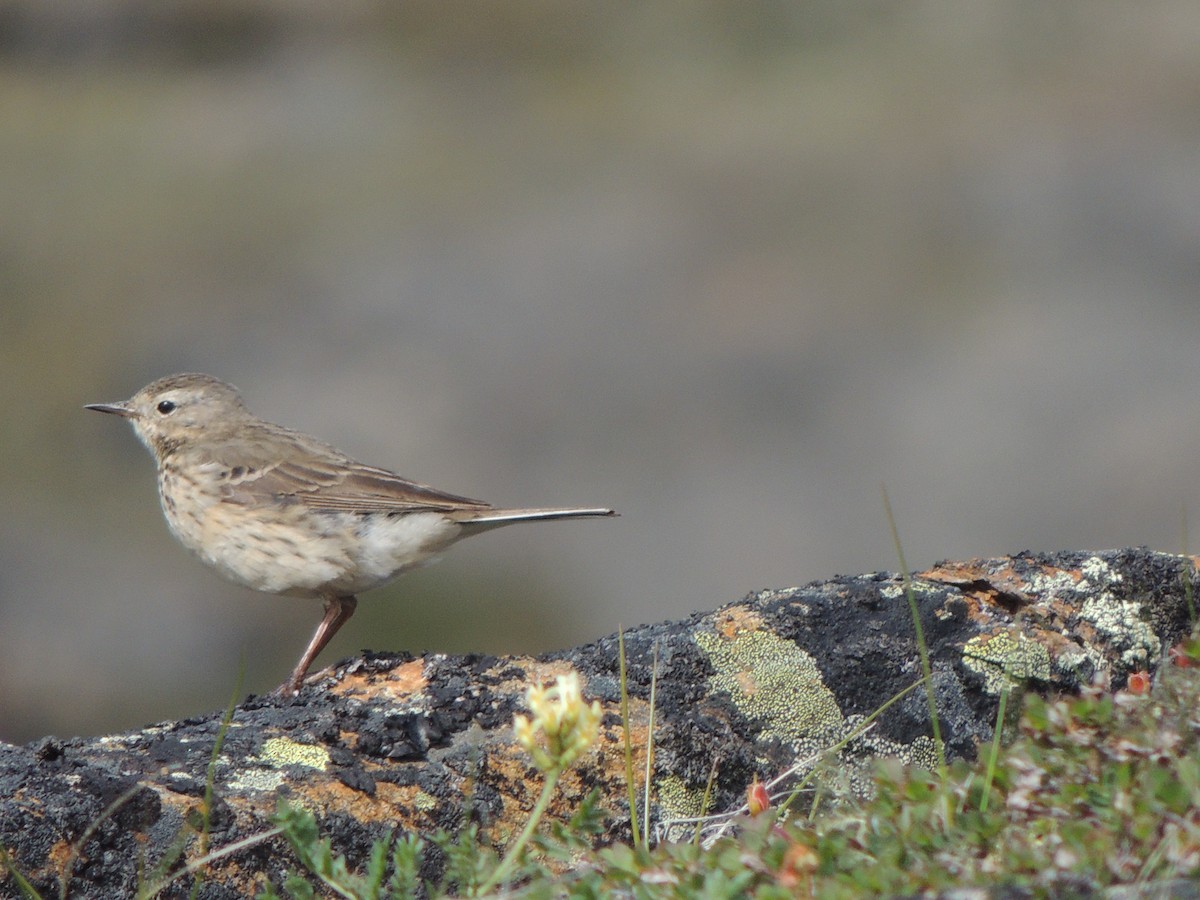 American Pipit - ML628641069