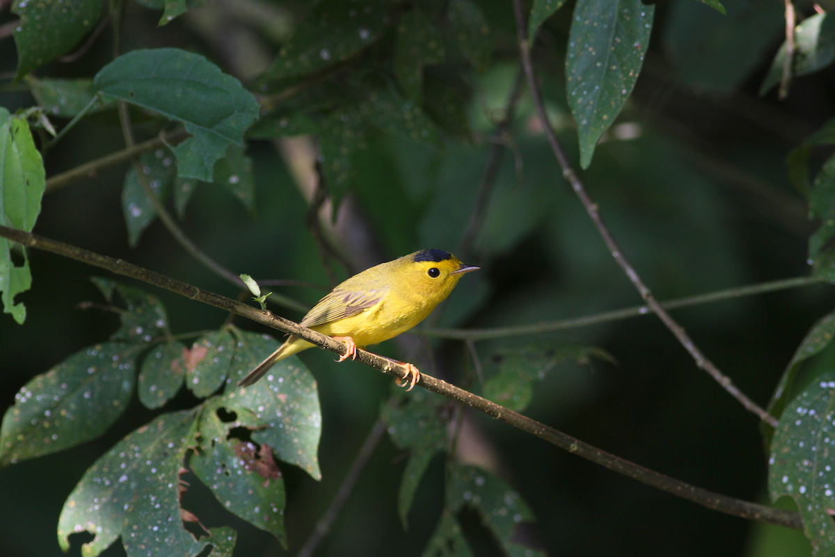 Wilson's Warbler - ML628641159