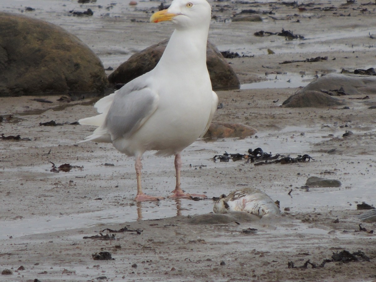 Glaucous Gull - ML628641161