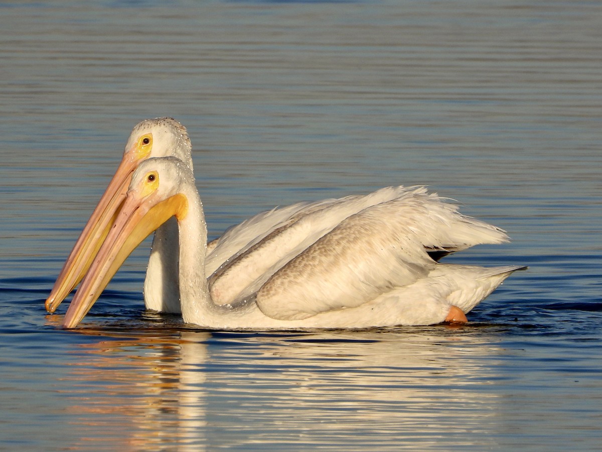 American White Pelican - ML628641163