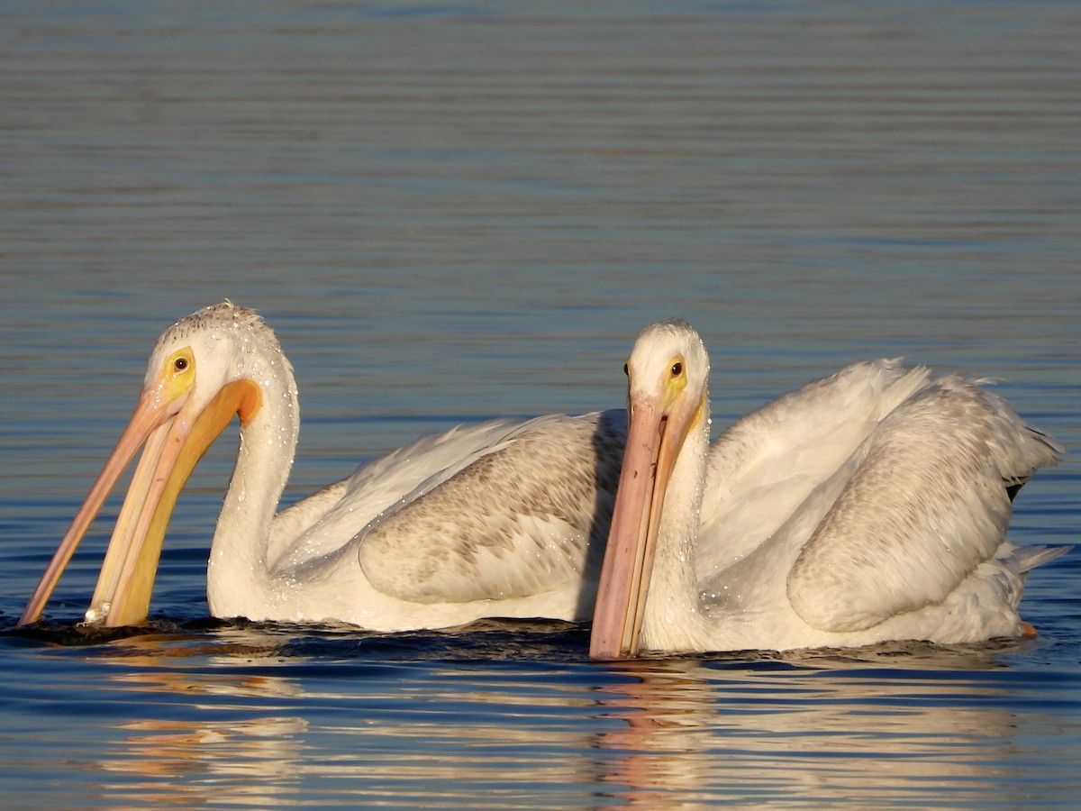 American White Pelican - ML628641164