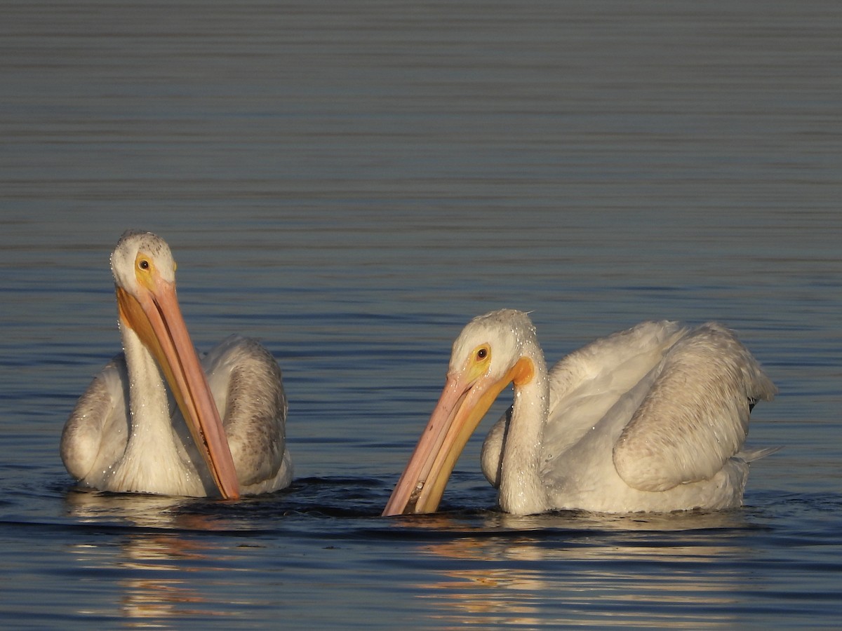 American White Pelican - ML628641165