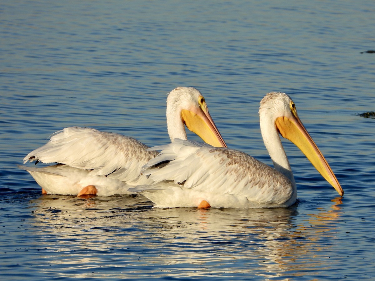 American White Pelican - ML628641166