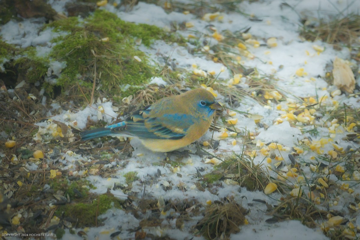 Lazuli Bunting - ML628641170