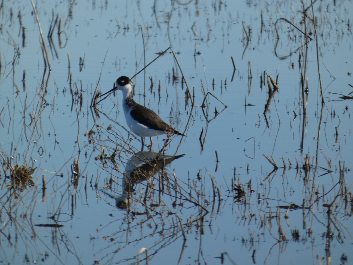 Black-necked Stilt - ML628641298