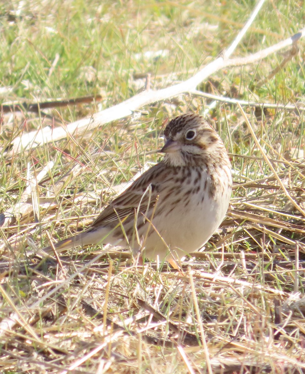 Vesper Sparrow - ML628641303