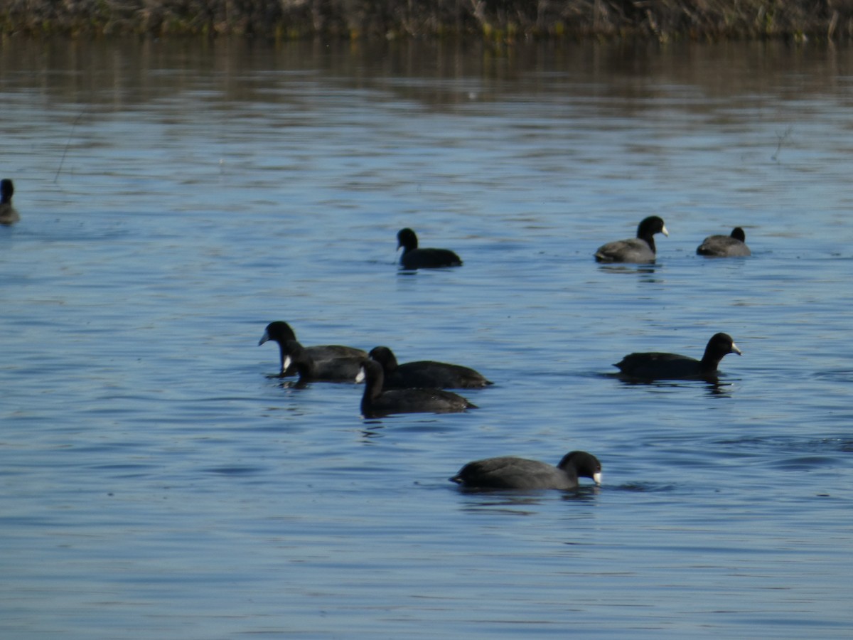 American Coot - ML628641305