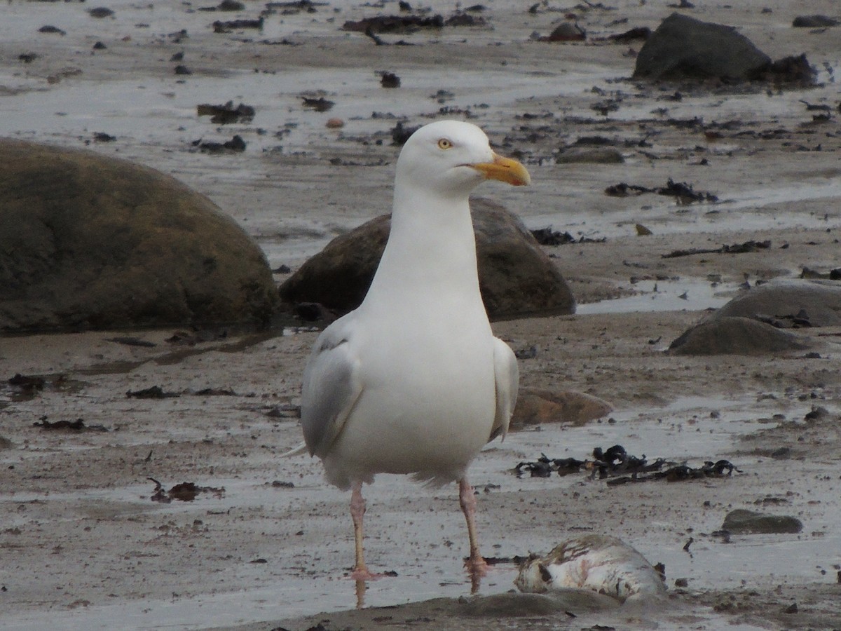 Glaucous Gull - ML628641309