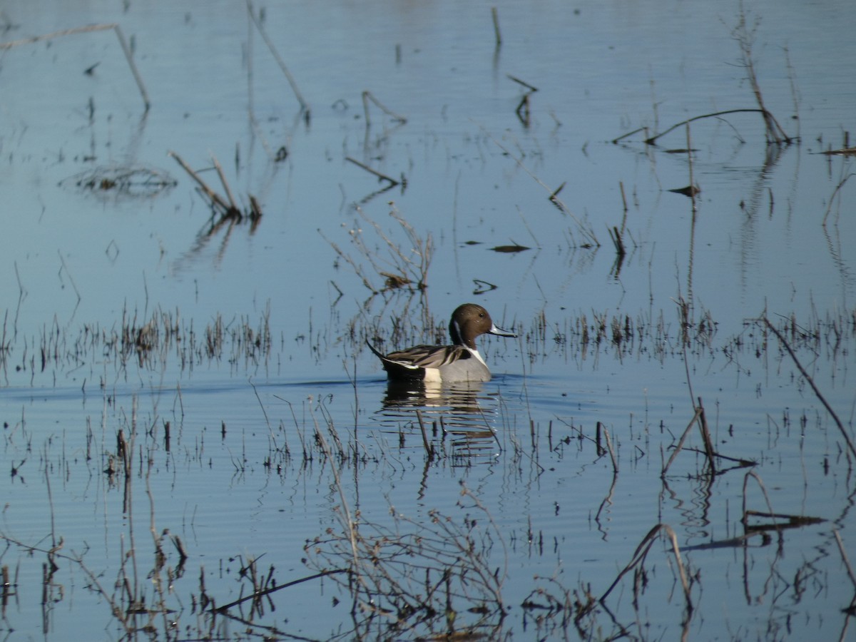 Northern Pintail - ML628641313