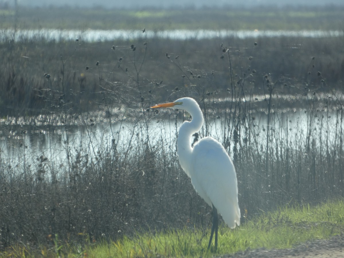 Great Egret - ML628641322