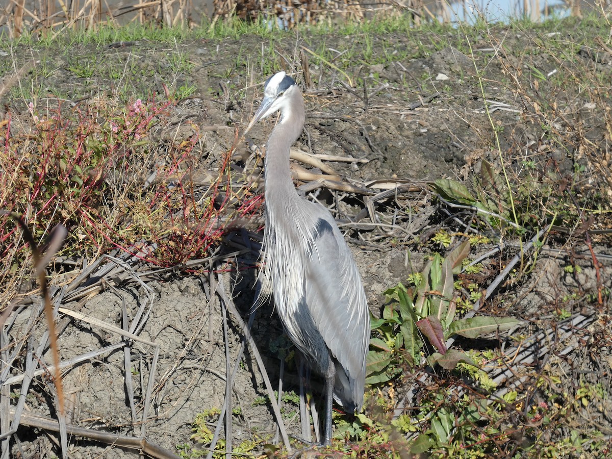 Great Blue Heron - ML628641331