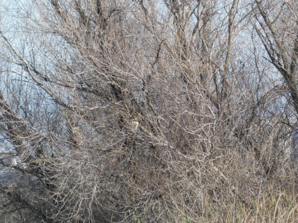 Great Horned Owl - ML628641347