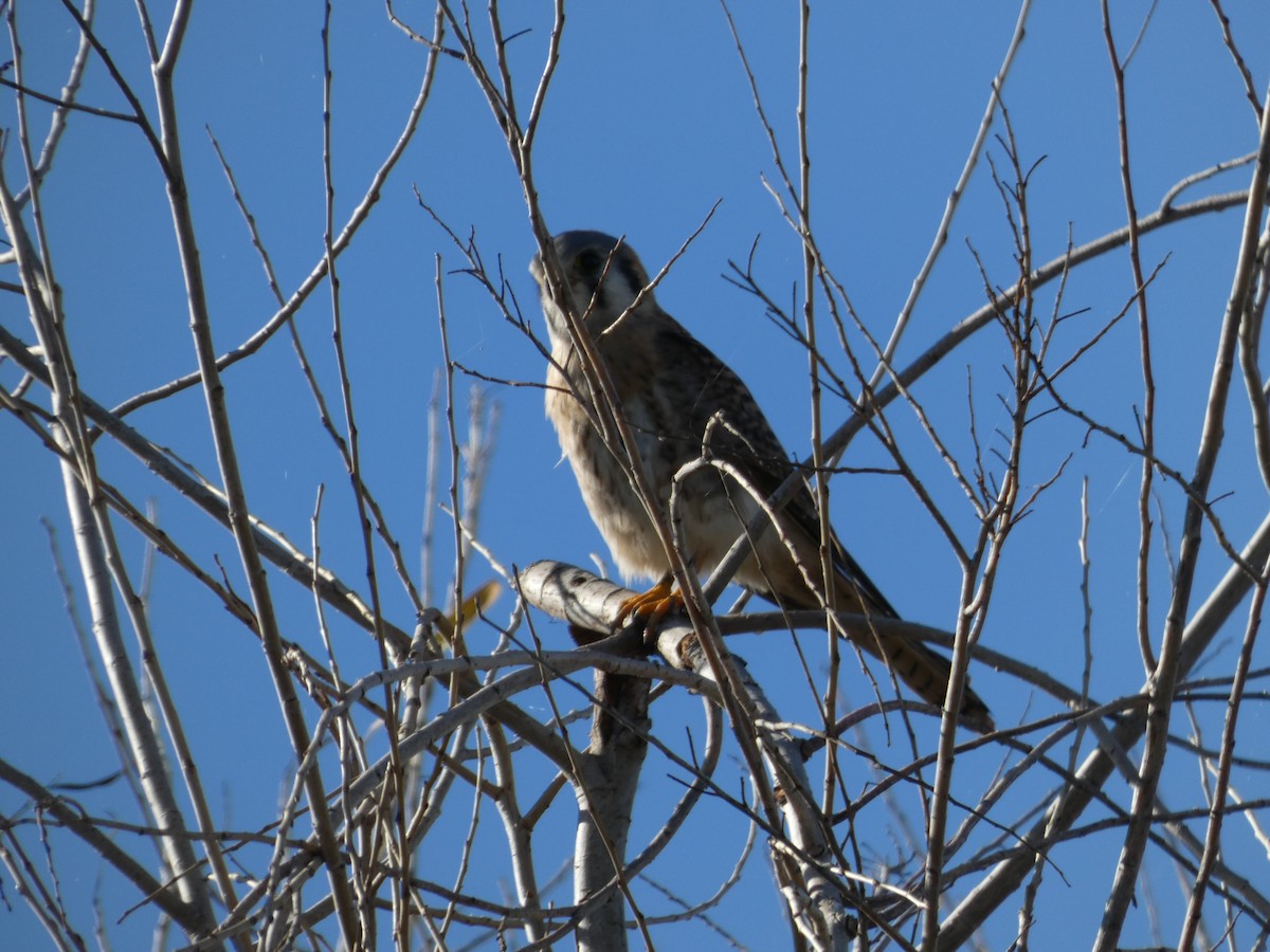 American Kestrel - ML628641369